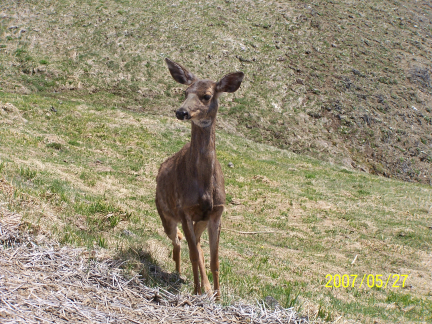 [ Deer that heard my calling ]